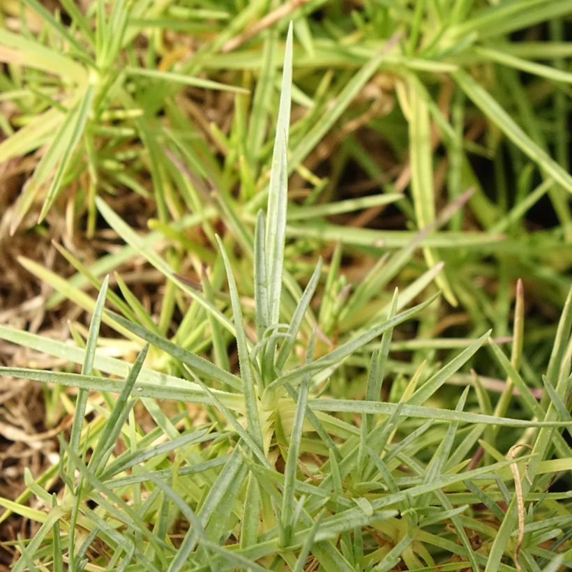 Dianthus spiculifolius - Garofano (Fogliame)