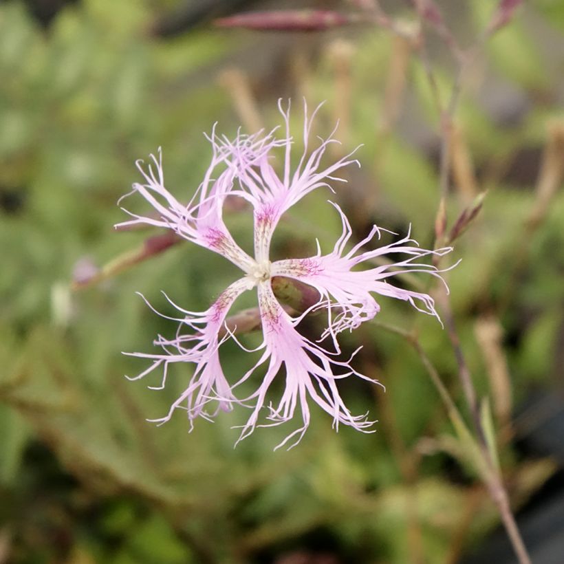 Dianthus superbus - Garofanino frangiato (Fioritura)