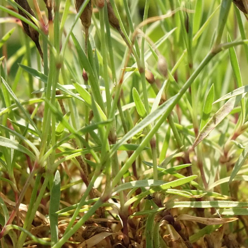 Dianthus Vivid Bright Light - Garofano (Fogliame)