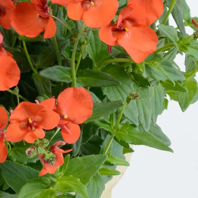 Diascia Breeze Plus Orange (Fogliame)