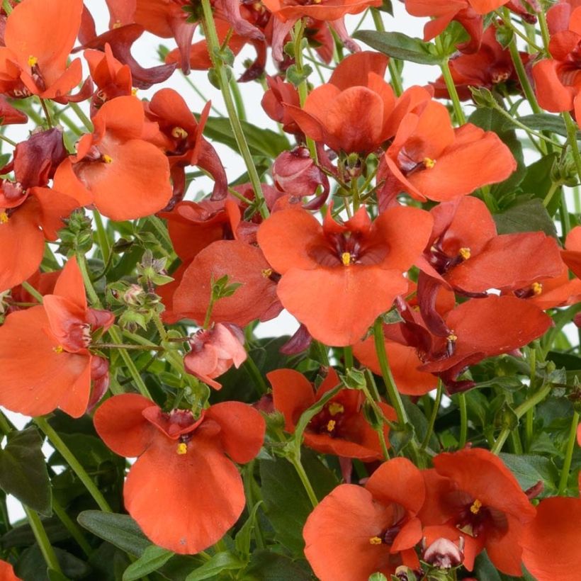 Diascia Breeze Plus Orange (Fioritura)