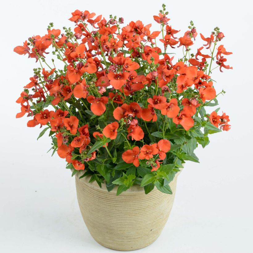 Diascia Breeze Plus Orange (Porto)