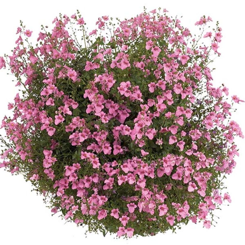 Diascia Breeze Plus Pink (Fioritura)