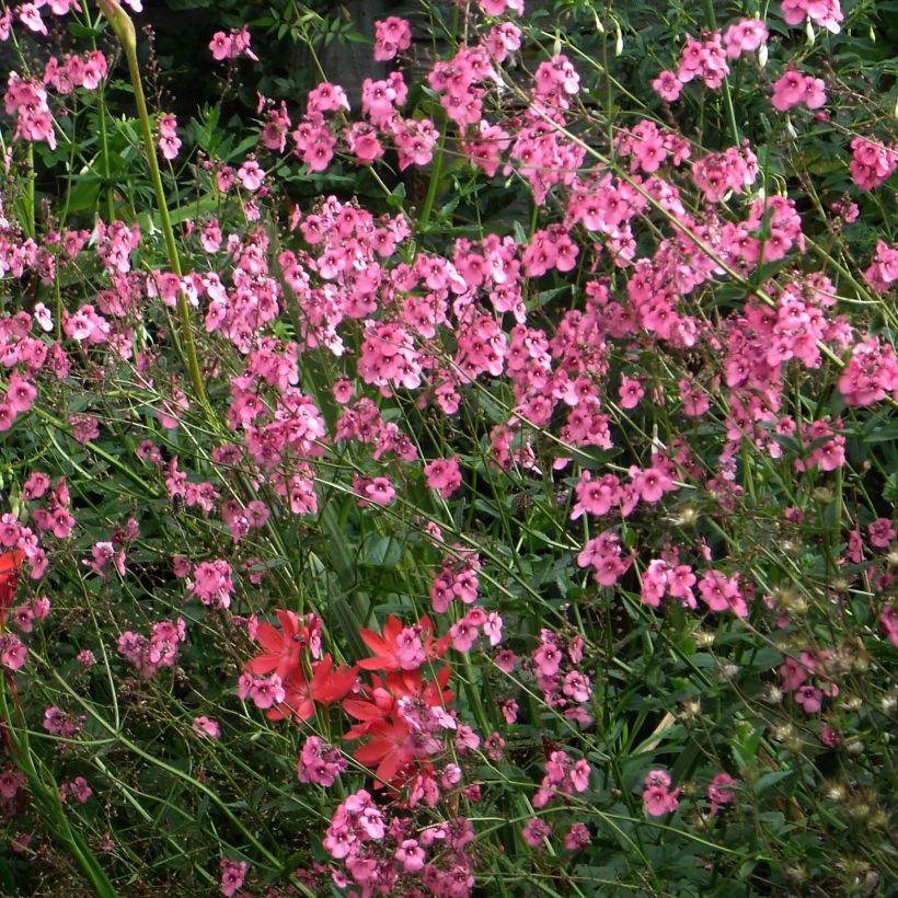 Diascia personata (Fioritura)