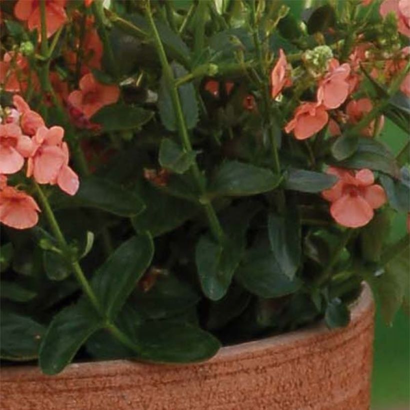 Diascia Sundascia Up Peach (Fogliame)