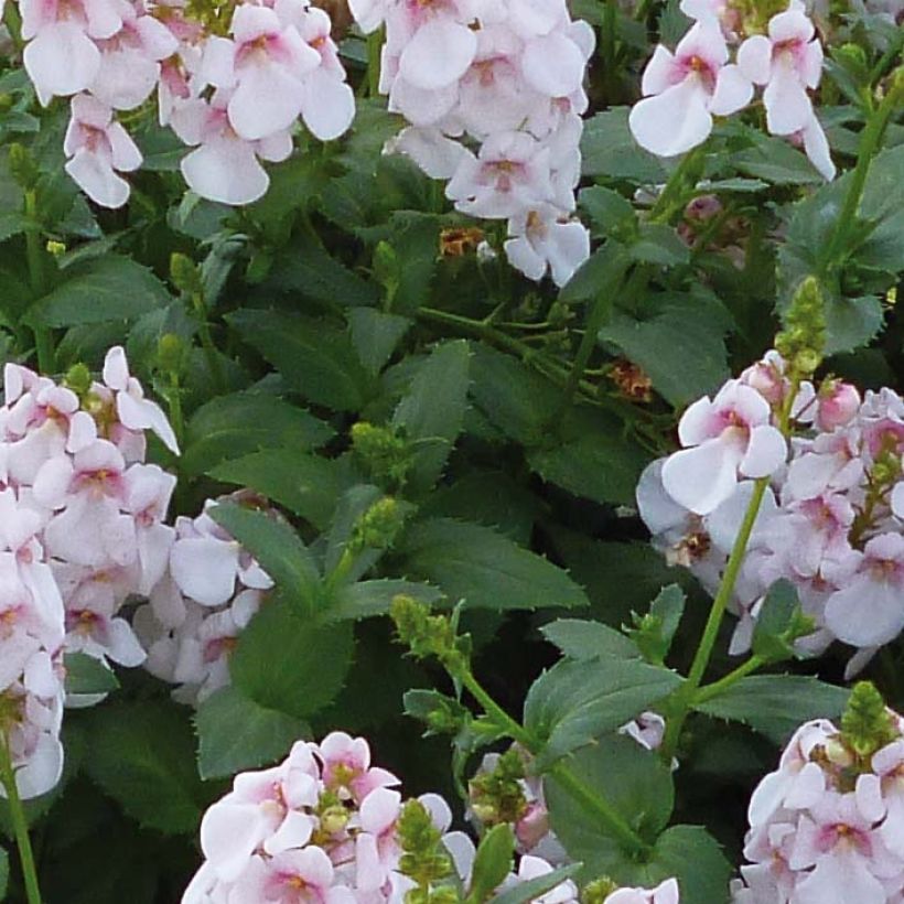 Diascia Sundascia Up Sakura Pink (Fogliame)