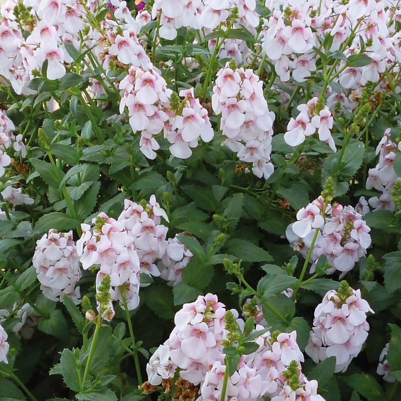 Diascia Sundascia Up Sakura Pink (Fioritura)