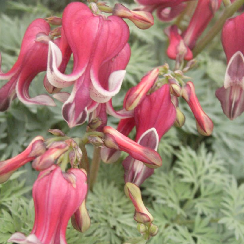 Dicentra King of Hearts (Fioritura)