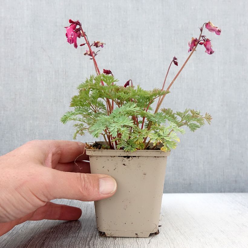 Dicentra Pink Diamonds - Coeur de Marie Godet de 8/9 cm esemplare consegnato in primavera