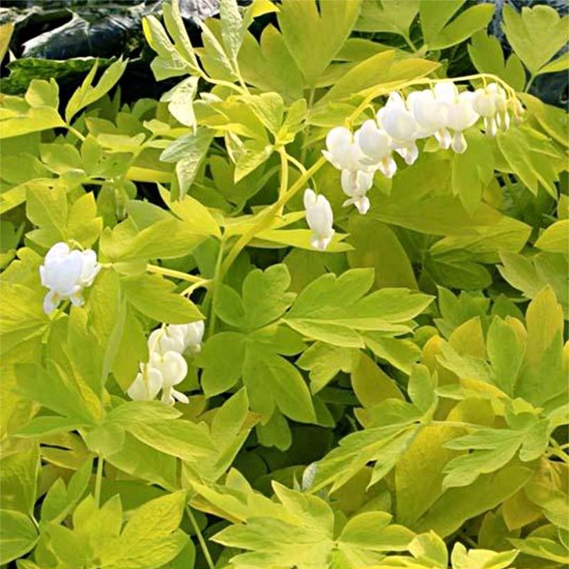 Dicentra spectabilis White Gold - Cuore di Maria (Fioritura)