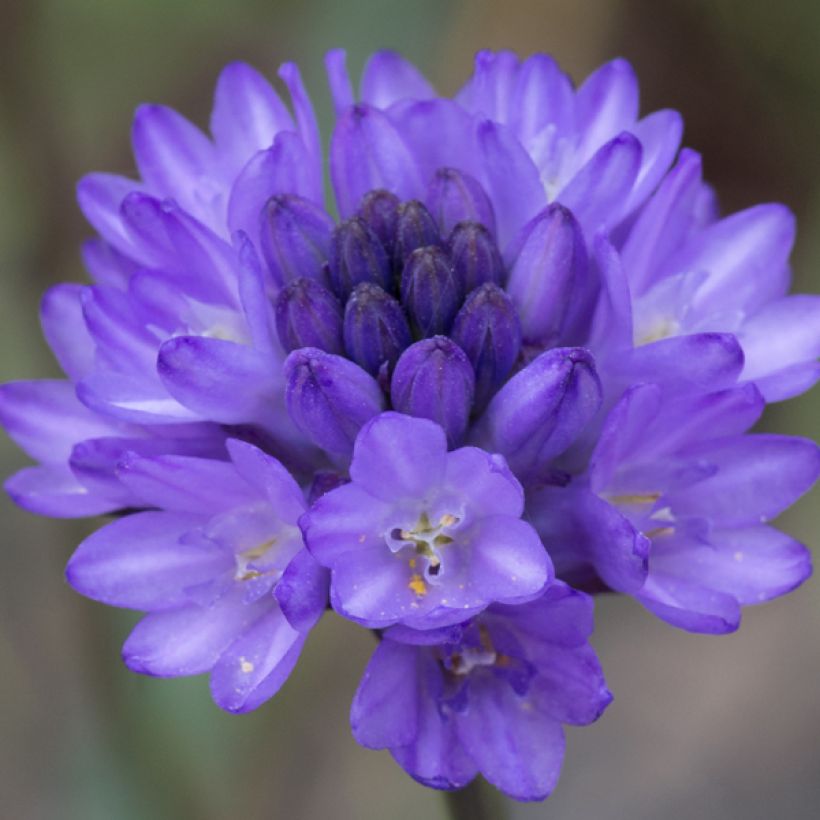 Dichelostemma congestum (Fioritura)