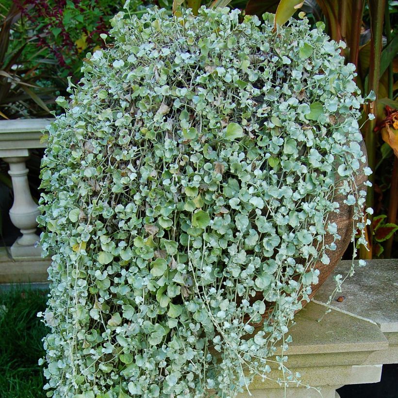 Dichondra argentea Silver Falls (Fogliame)