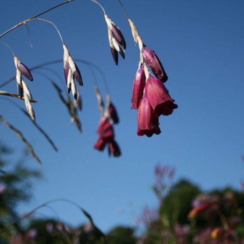 Dierama Blackberry Bells (Fioritura)