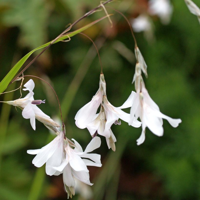 Dierama Guinevere (Fioritura)