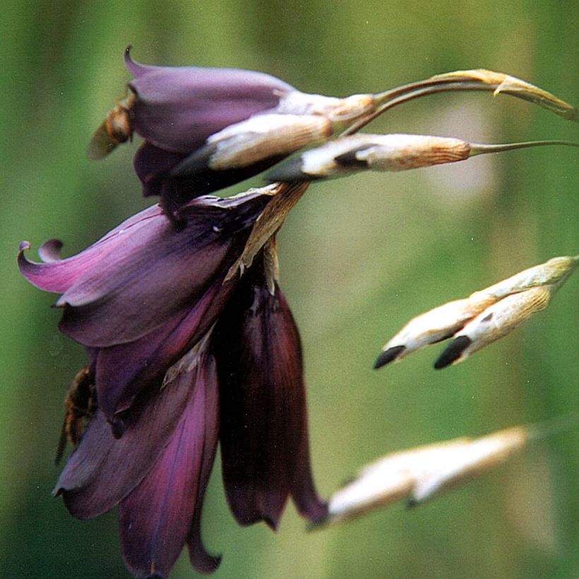 Dierama pulcherrimum Merlin (Fioritura)