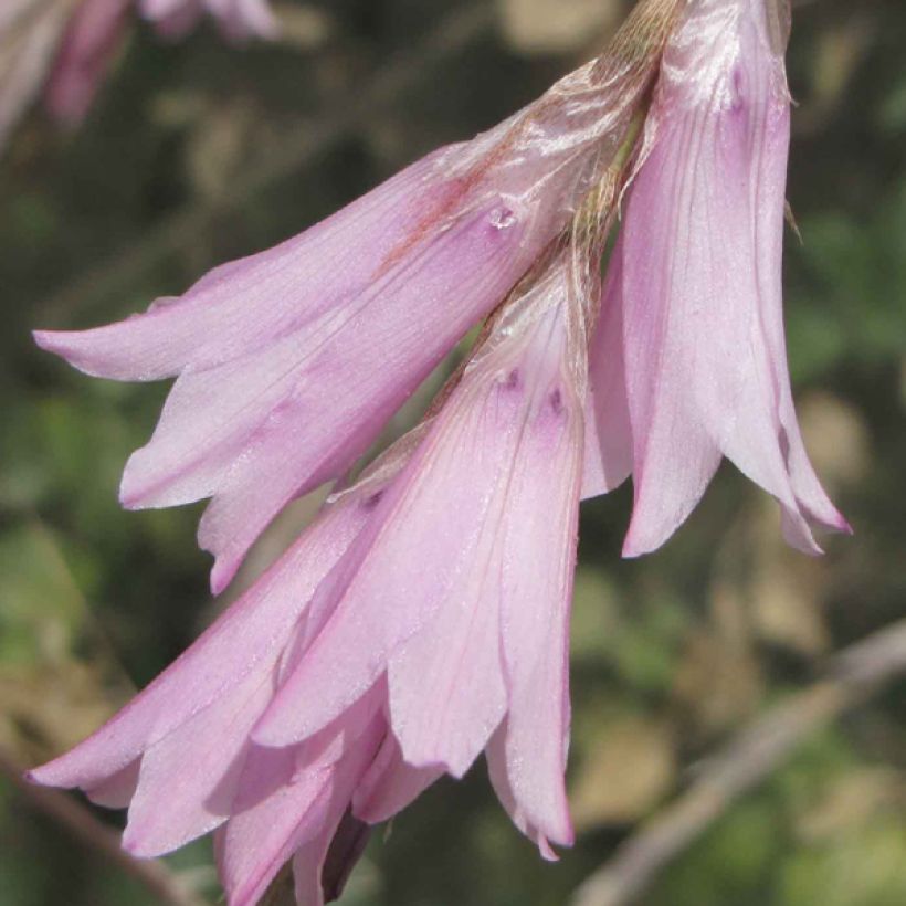 Dierama Pink Rocket (Fioritura)