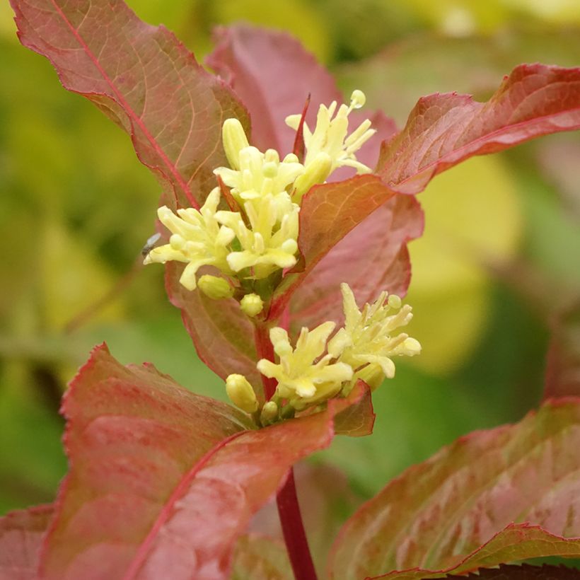 Diervilla Kodiak Orange (Fioritura)