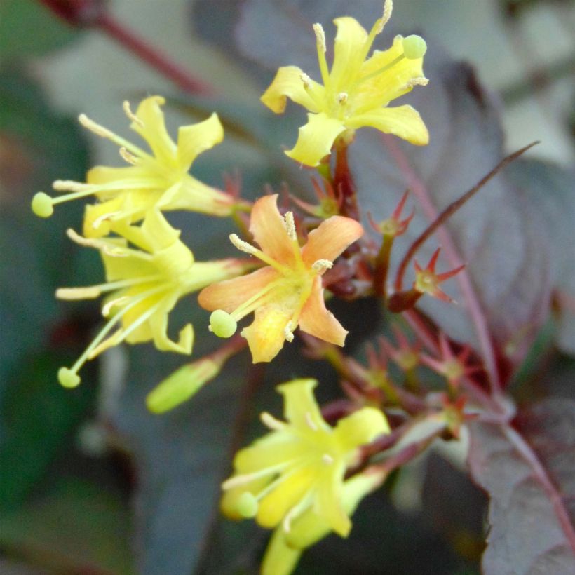 Diervilla splendens Diva (Fioritura)