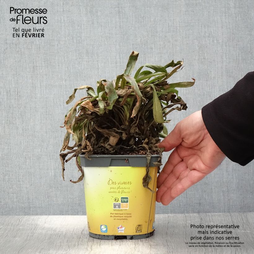 Digitale - Digitalis hybride Goldcrest Pot de 1.5L/2L esemplare consegnato in inverno