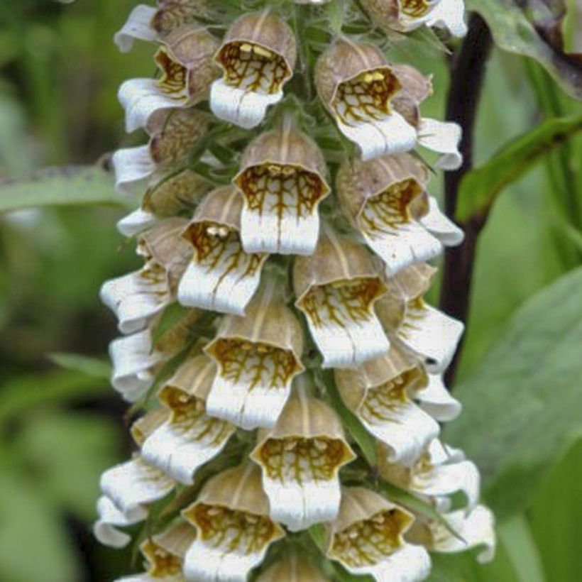 Digitalis lanata Café Crème - Digitale lanata (Fioritura)