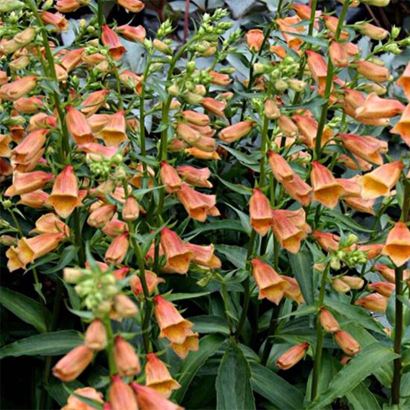 Digitalis Goldcrest - Digitale ibrido (Fioritura)