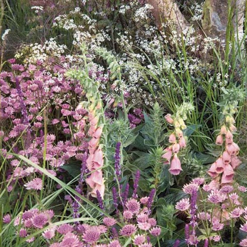 Digitalis mertonensis - Digitale (Porto)