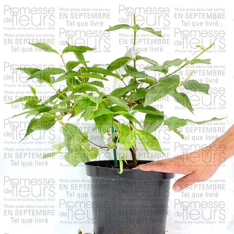 Esempio di esemplare Dipelta floribunda en pot de 3/4L come consegnato