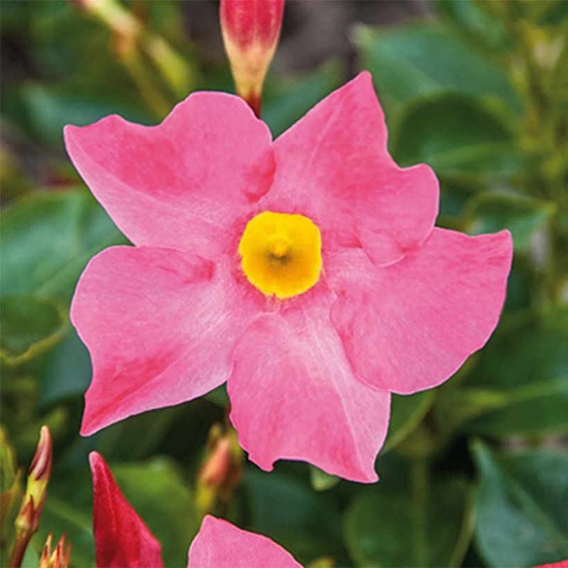 Dipladenia Bella Pink (Fioritura)