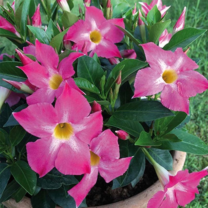 Dipladenia Bella Pink Star (Fioritura)