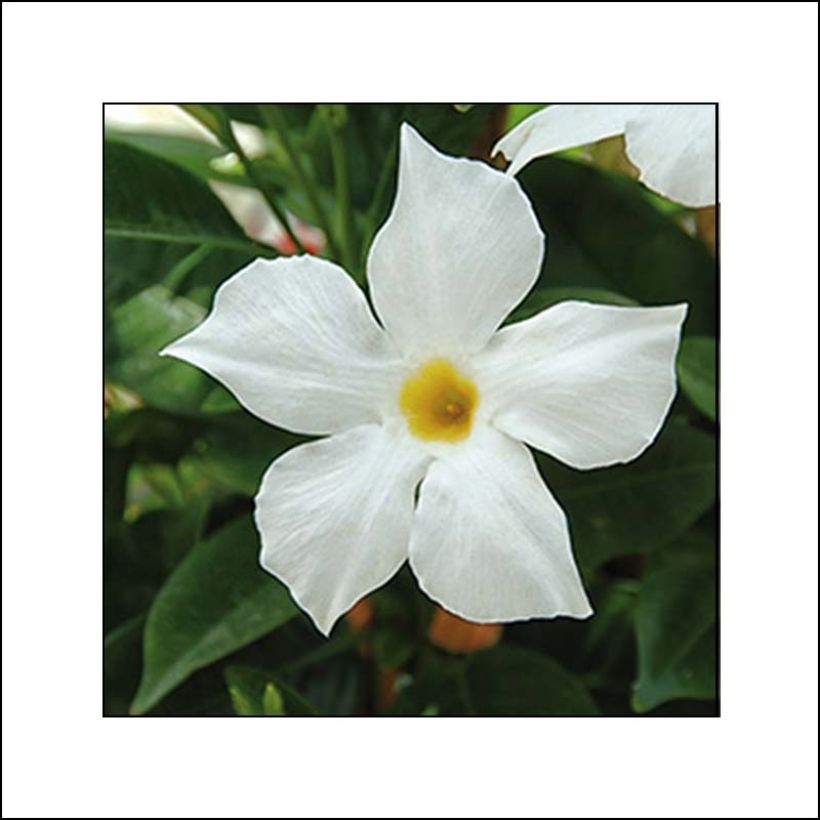 Dipladenia BELLA White (Fioritura)