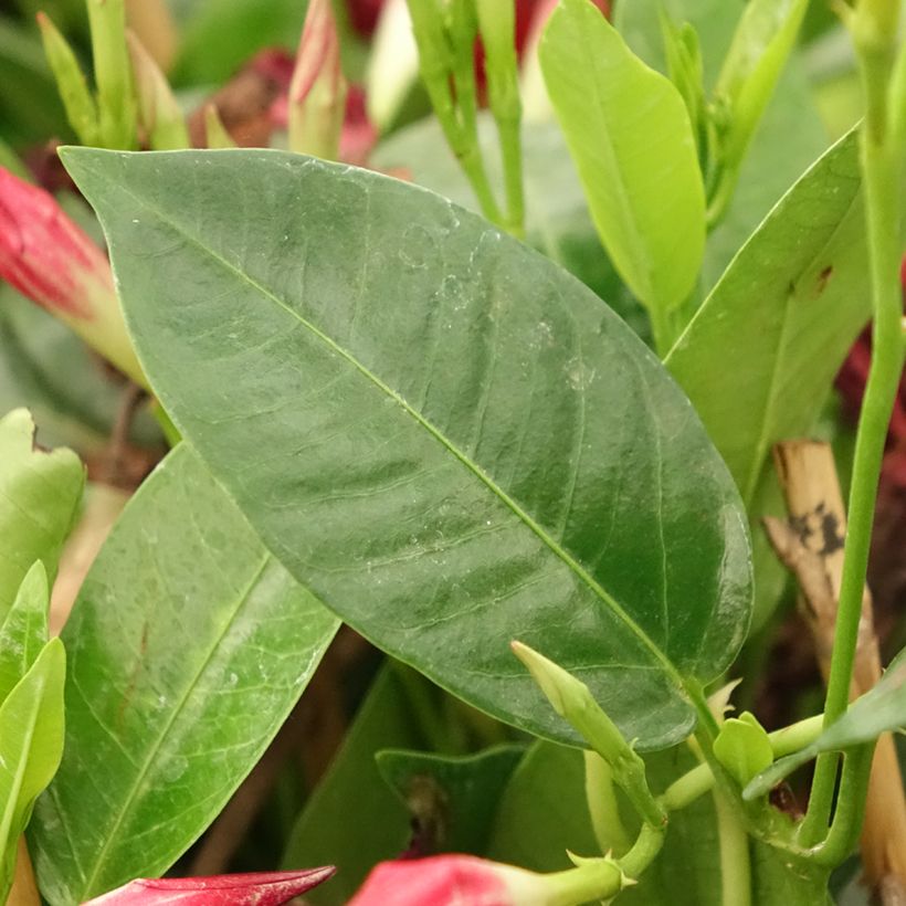 Dipladenia Diamantina Jade Red (Fogliame)