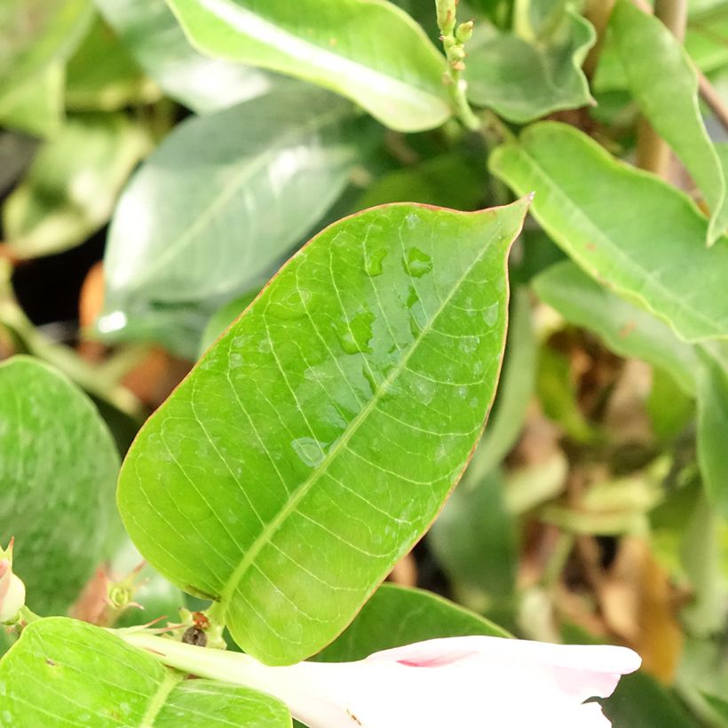 Dipladenia Diamantina Jade Rose (Fogliame)