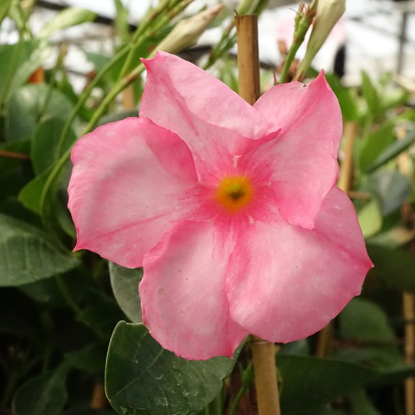 Dipladenia Diamantina Jade Rose (Fioritura)