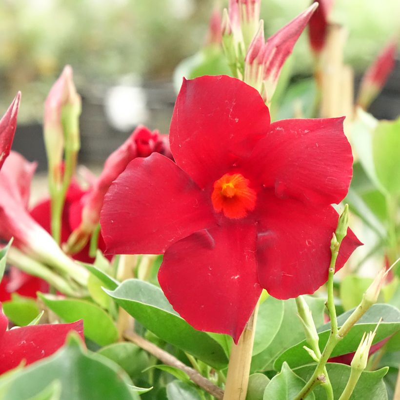 Dipladenia Diamantina Jade XXL Red (Fioritura)