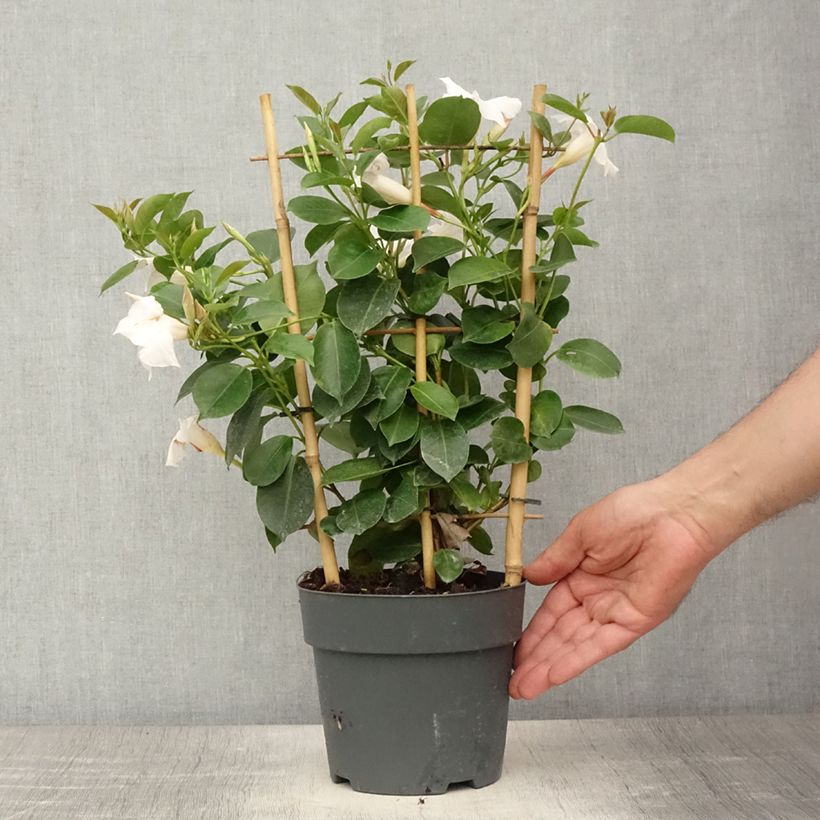 Esemplare di Dipladenia diamantina Jade XXL White - Mandevilla - Pot de 1,5L/2L consegnato in estate