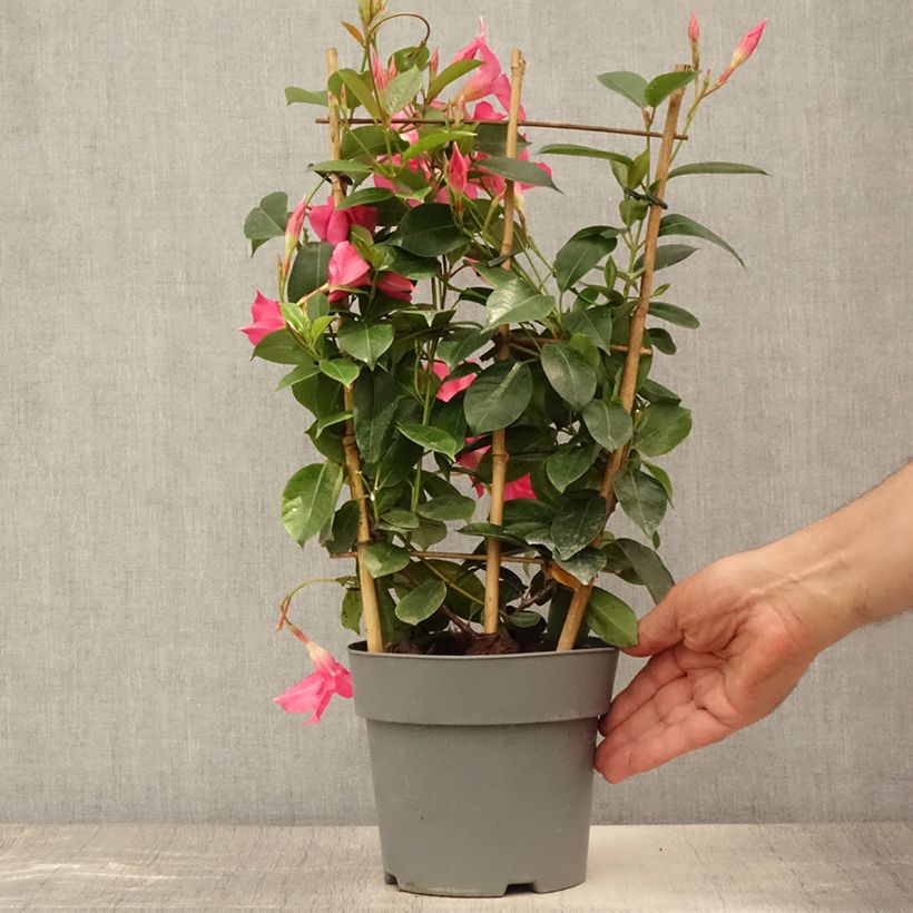 Esemplare di Dipladenia Diamantina Opale Fuchsia Flammé  Pot de 2L/3L consegnato in estate