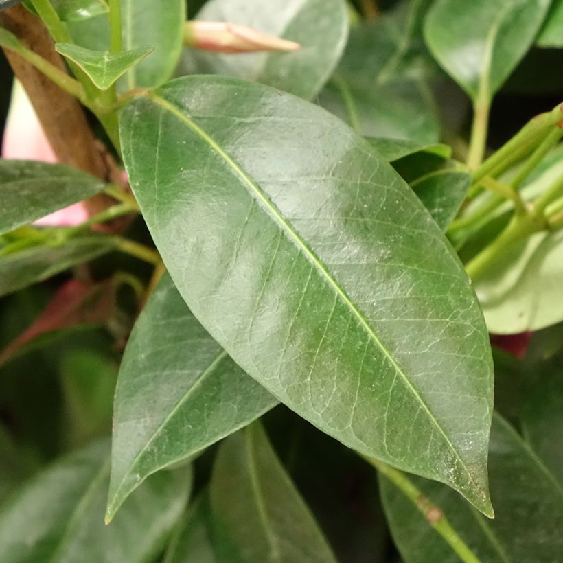 Dipladenia Diamantina Opale Fuchsia Flammé (Fogliame)