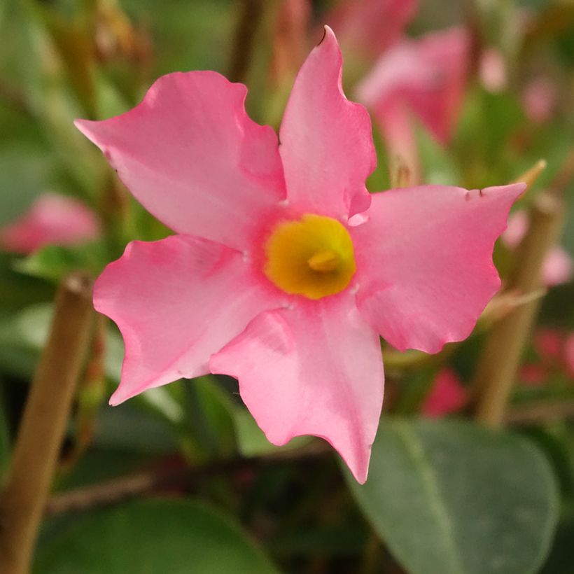 Dipladenia Diamantina Opale Fuchsia Flammé (Fioritura)