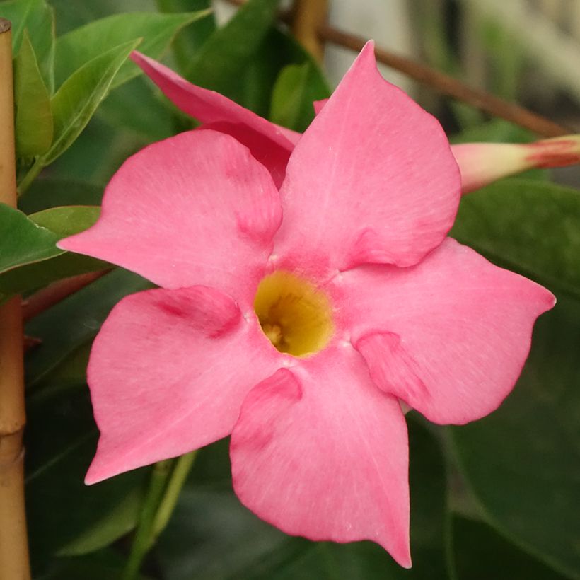 Dipladenia Diamantina Tourmaline Fuchsia intense (Fioritura)