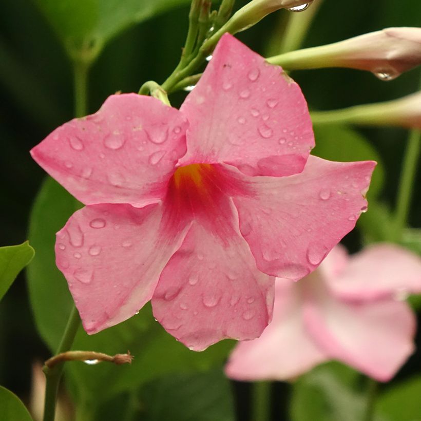 Dipladenia Diamantina Tourmaline Pink (Fioritura)