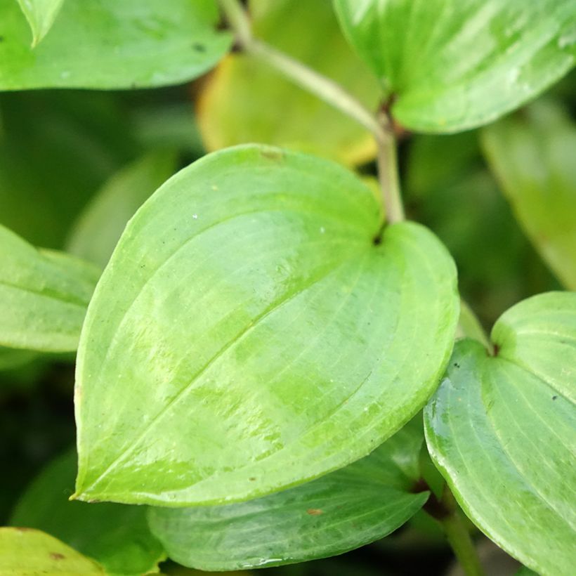 Disporum megalanthum (Fogliame)