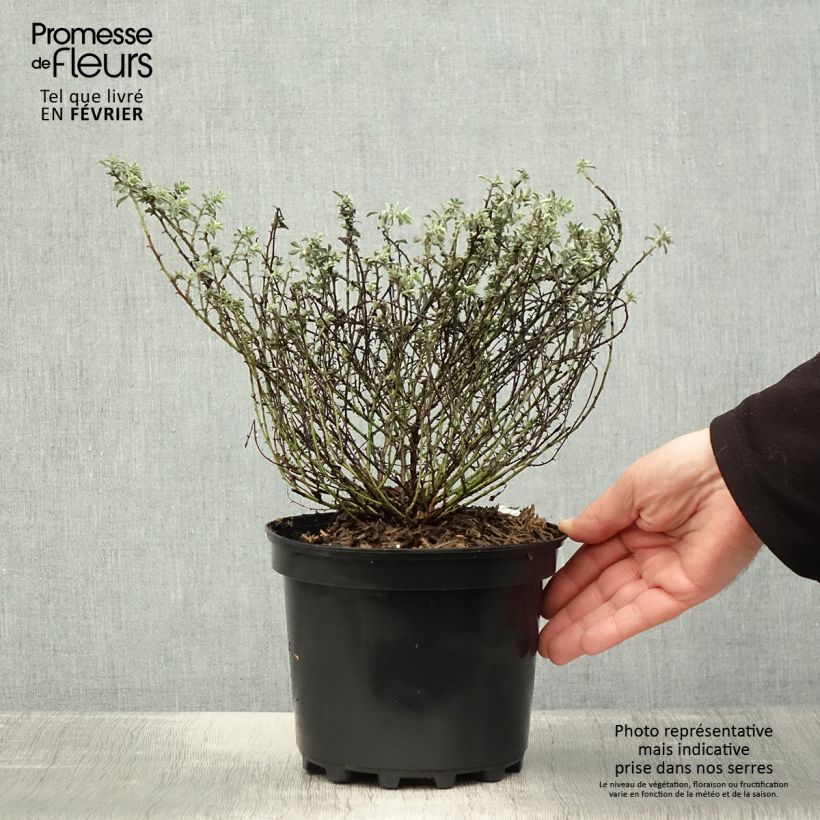 Dorycnium hirsutum Frejorgues - Pot de 3L/4L esemplare consegnato in inverno