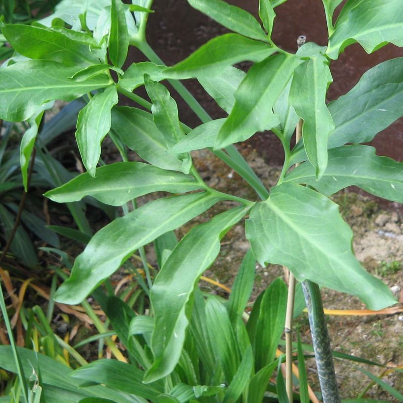 Dracunculus vulgaris - Dragontea (Fogliame)