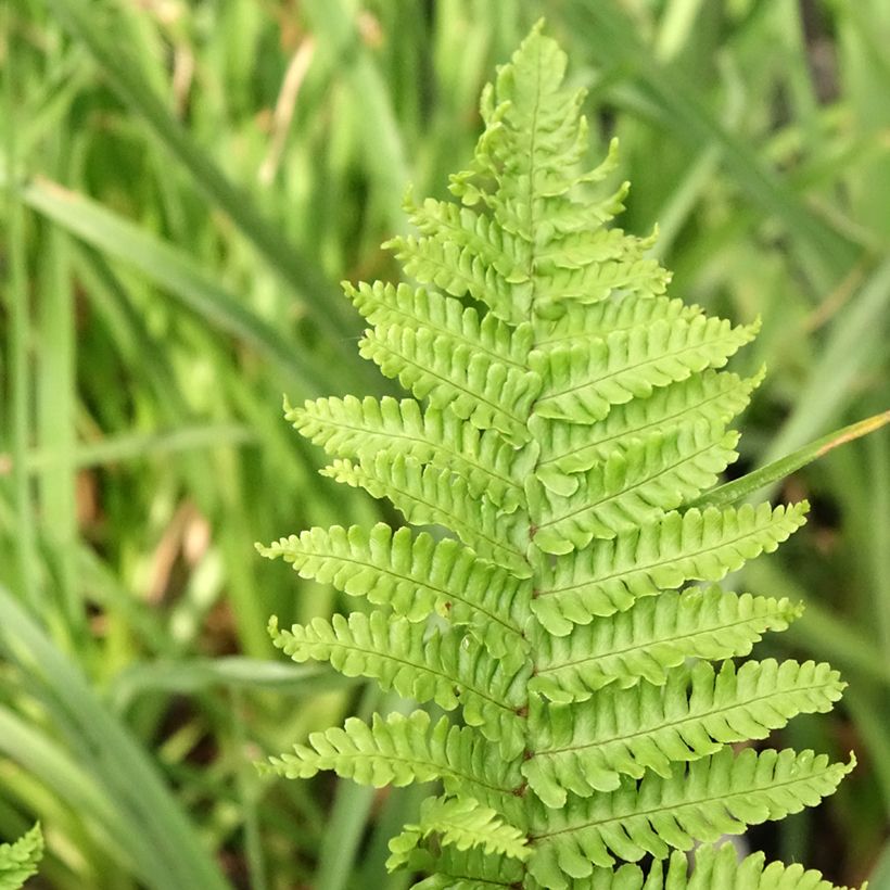 Dryopteris affinis Crispa (Fogliame)