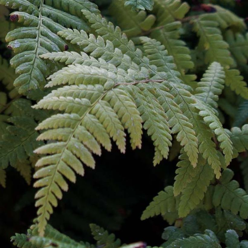 Dryopteris affinis (Fogliame)