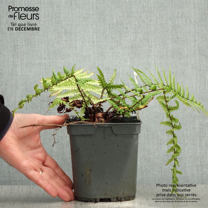 Dryopteris affinis - Fougère Pot de 2L/3L esemplare consegnato in inverno