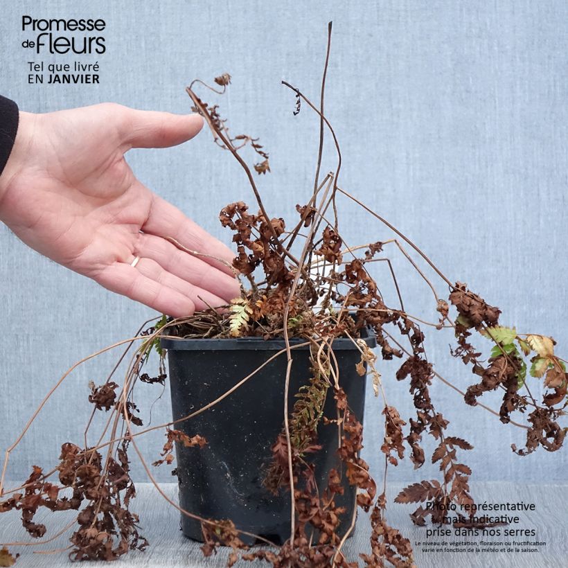 Dryopteris carthusiana - Fougère ou Dryoptéride des chartreux - Pot de 2L/3L esemplare consegnato in inverno