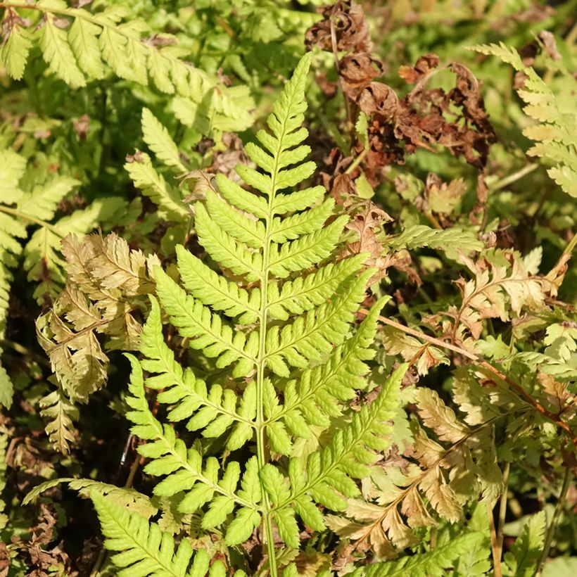 Dryopteris dilatata Crispa Whiteside - Felce dilatata (Fogliame)