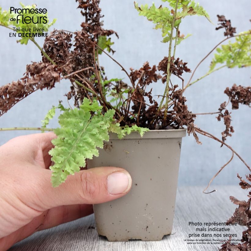 Dryopteris dilatata Crispa Whiteside - Fougère Godet de 9cm esemplare consegnato in inverno