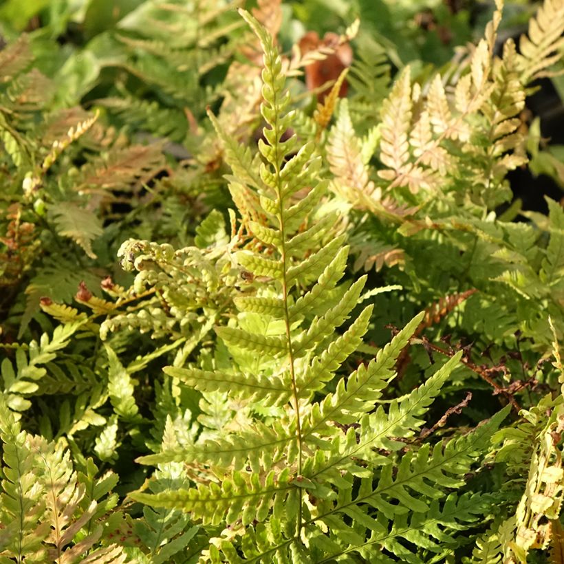 Dryopteris erythrosora Prolifica (Fogliame)